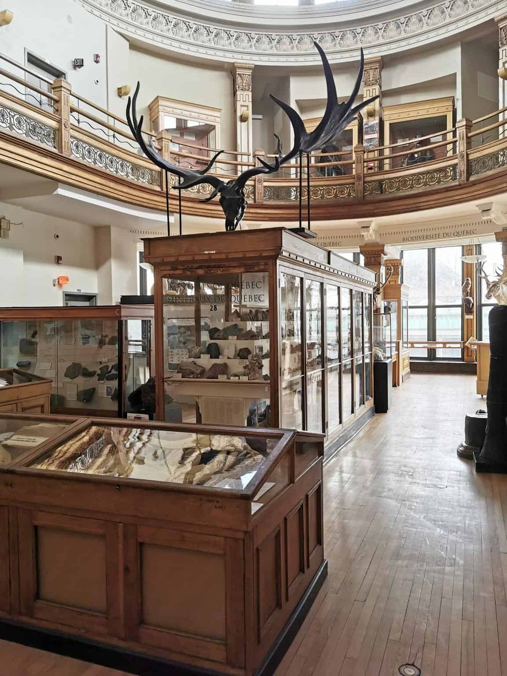 Exhibit display in a museum showcasing natural history artifacts and mounted animal specimens, focusing on Quebec's biodiversity.