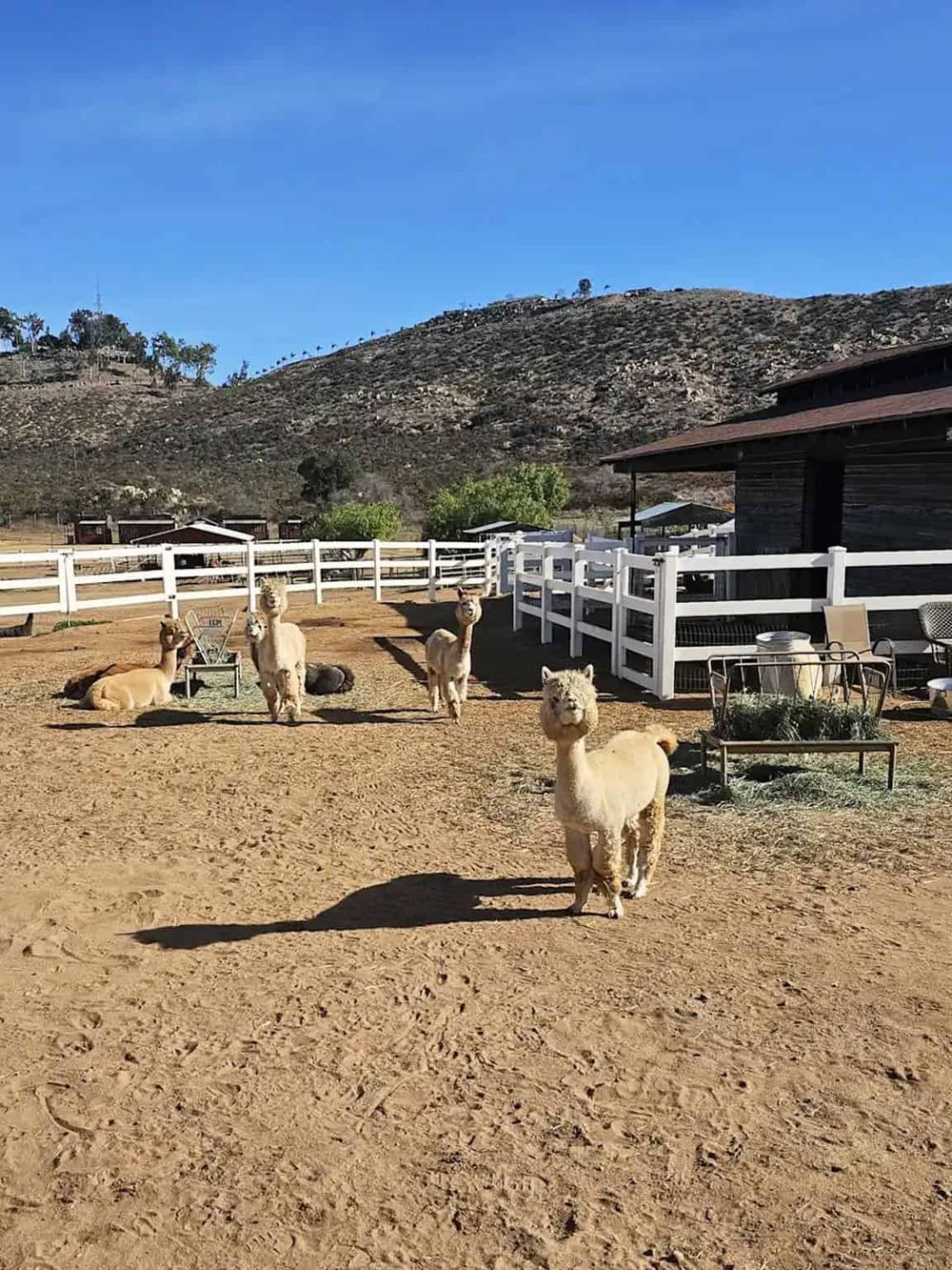 Alpacas on a farm with mountains in the background, sunny day, white fences, and rural landscape.