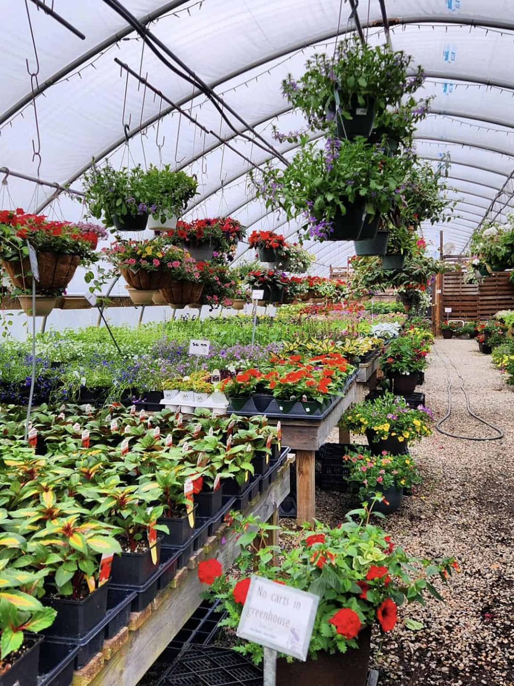 Colorful flowering plants in a greenhouse with hanging baskets and potted plants, vibrant and lush garden store display.