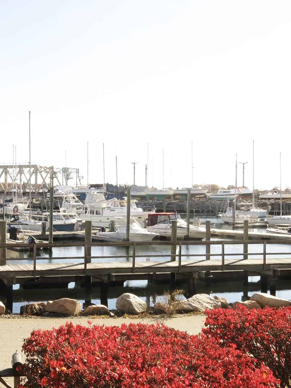Marina with boats and sailboats docked at a harbor, scenic waterfront view with red flowering bushes in foreground.