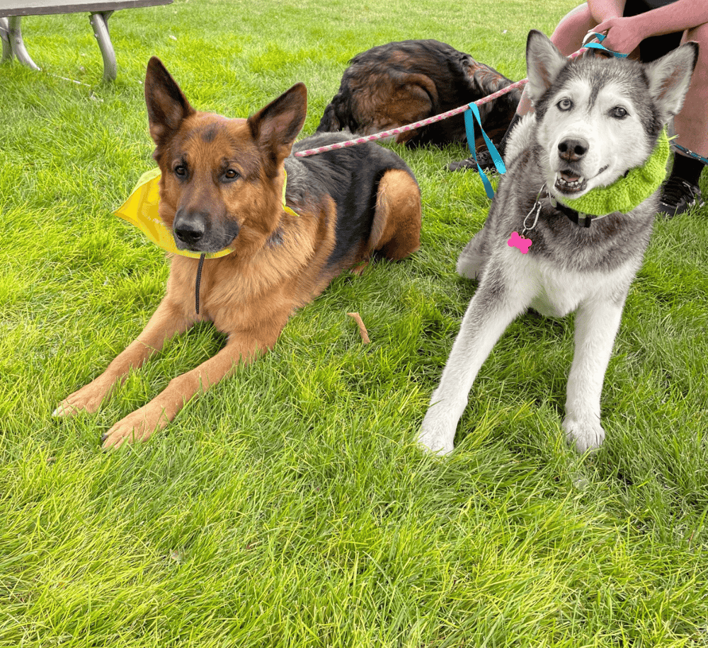 Collared police dog and husky puppy lying on green grass in park, focused and attentive.