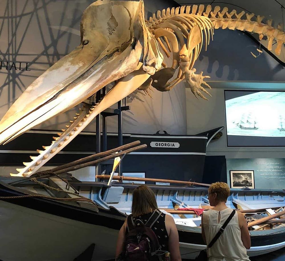 Whale skeleton display at a maritime museum showcasing Georgia history and marine life exhibits.