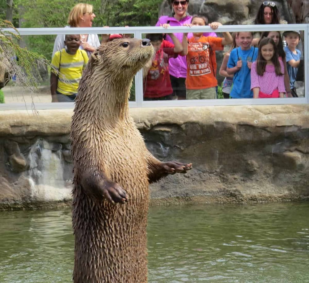 Otter enclosure at Quest for Directions, family enjoying wildlife conservation experience.