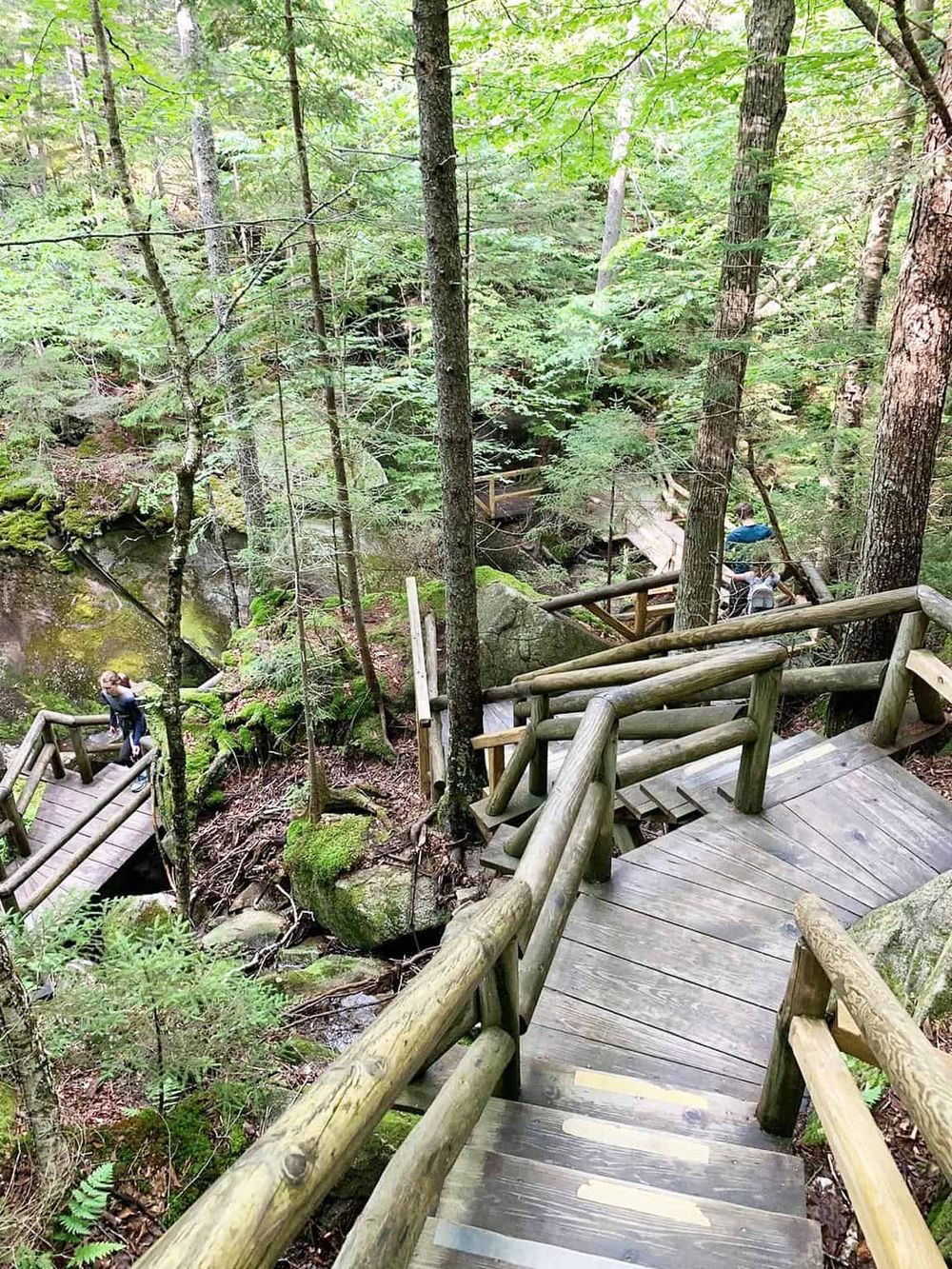 Wooden trail and staircase in lush forest, outdoor adventure, scenic nature hike, QuestForDirections.