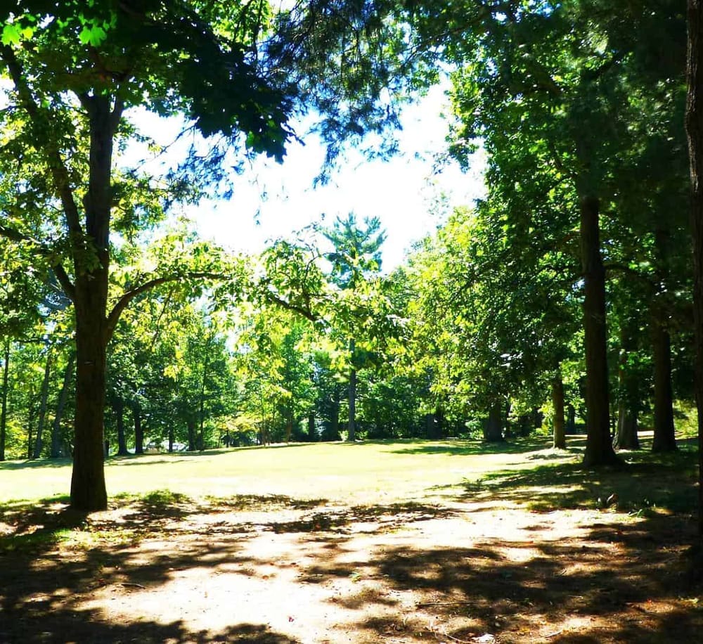 Lush green park with tall trees and sunny pathways, ideal for outdoor adventures and nature walks.