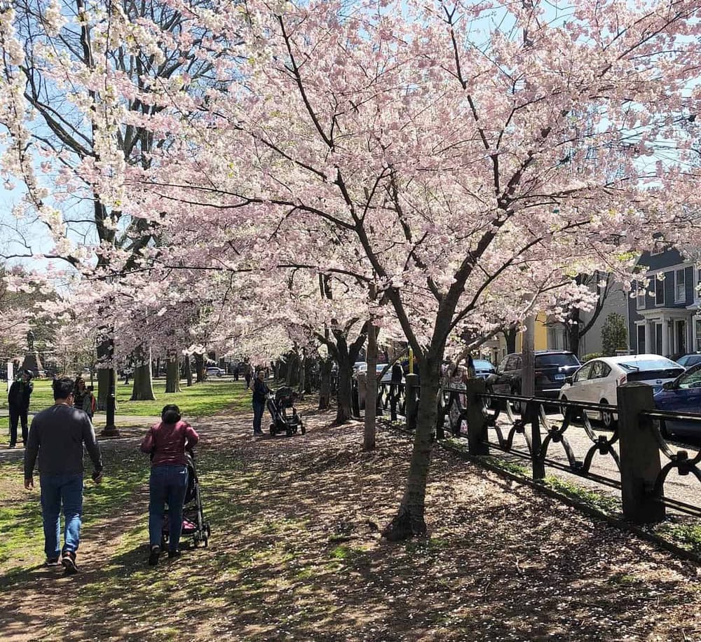 Vibrant cherry blossom trees in a city park, showcasing springtime beauty and popular outdoor spots.