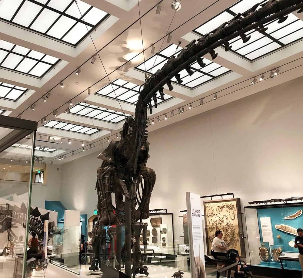 Dinosaurs exhibit at the museum with a towering skeletal replica of a long-necked dinosaur.