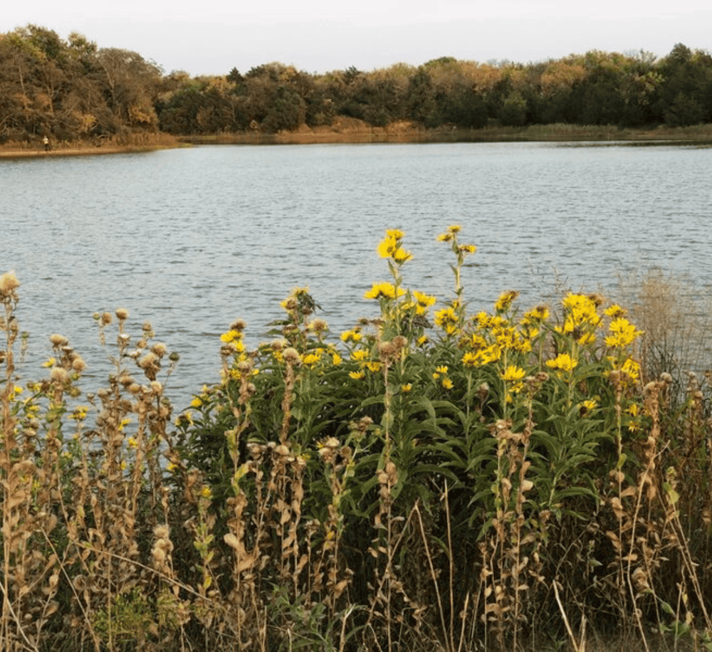 Serene lake with autumn foliage and wildflowers, ideal for nature walks and outdoor exploration.