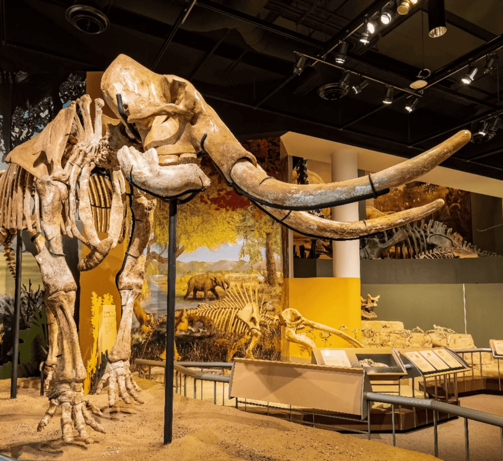 1. Extinct mammoth skeleton exhibit at the natural history museum, showcasing prehistoric fossils.