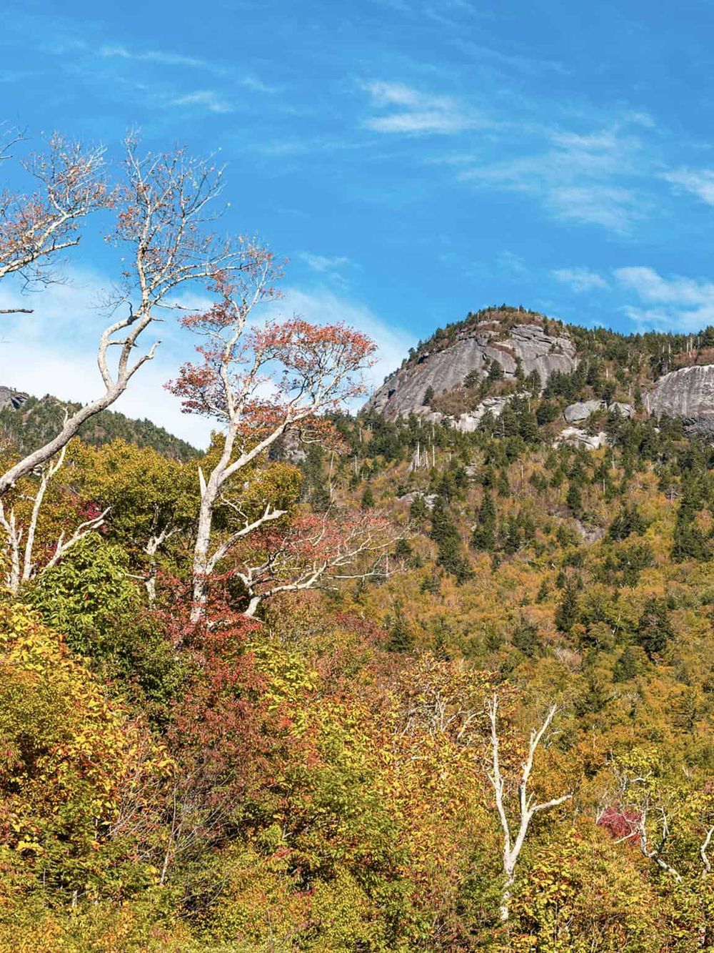 Vibrant autumn forest with colorful trees and mountain landscape under clear blue sky.