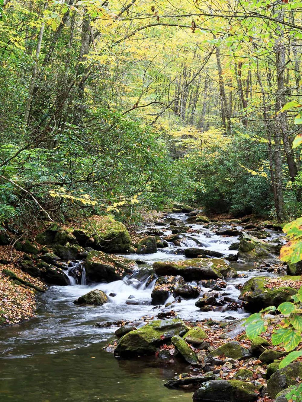 Serene forest stream with rocks and autumn foliage, connecting nature adventure with QuestForDirections.