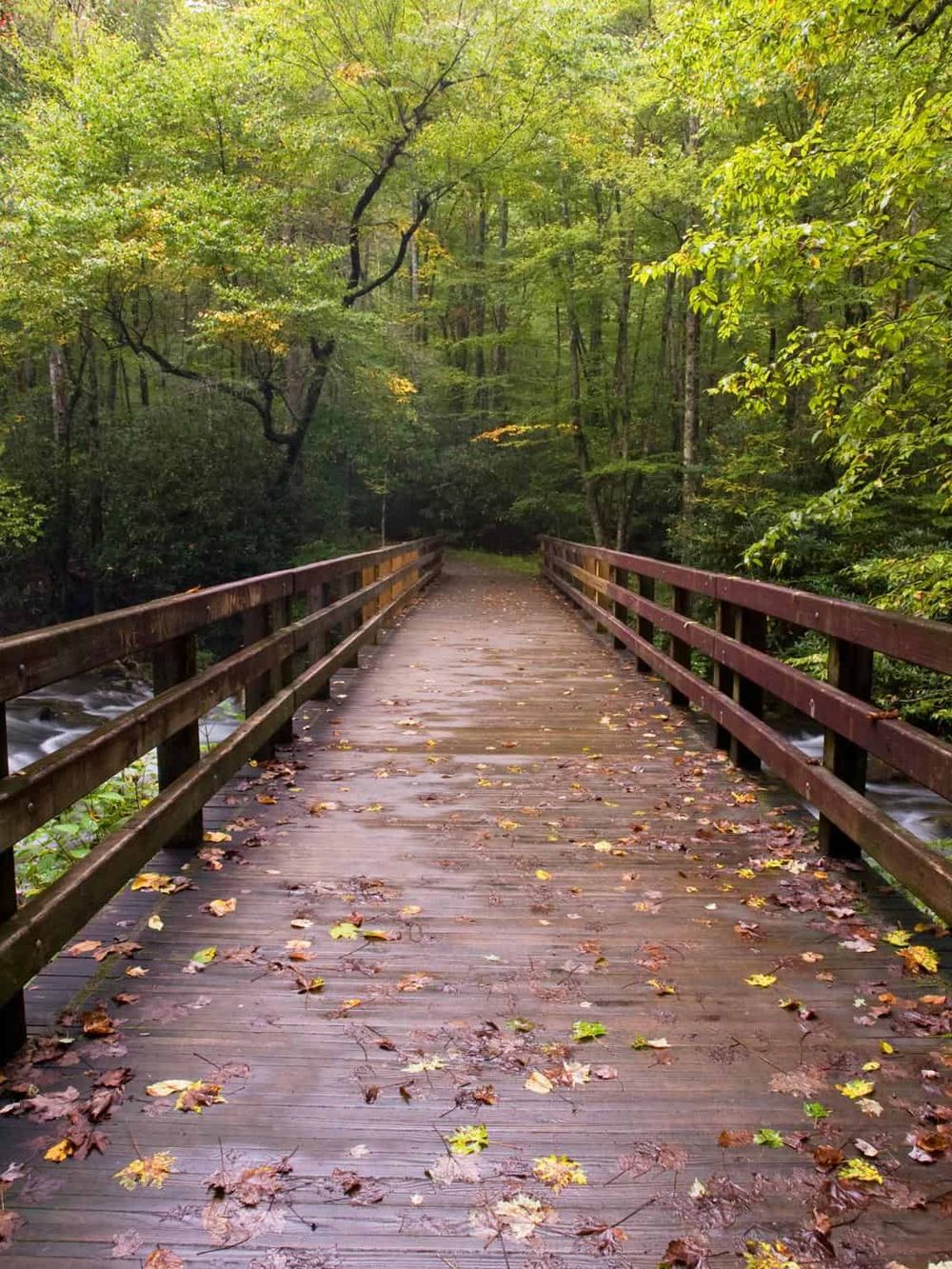 Serene woodland trail on a wooden bridge during fall, surrounded by lush green trees and fallen autumn leaves.