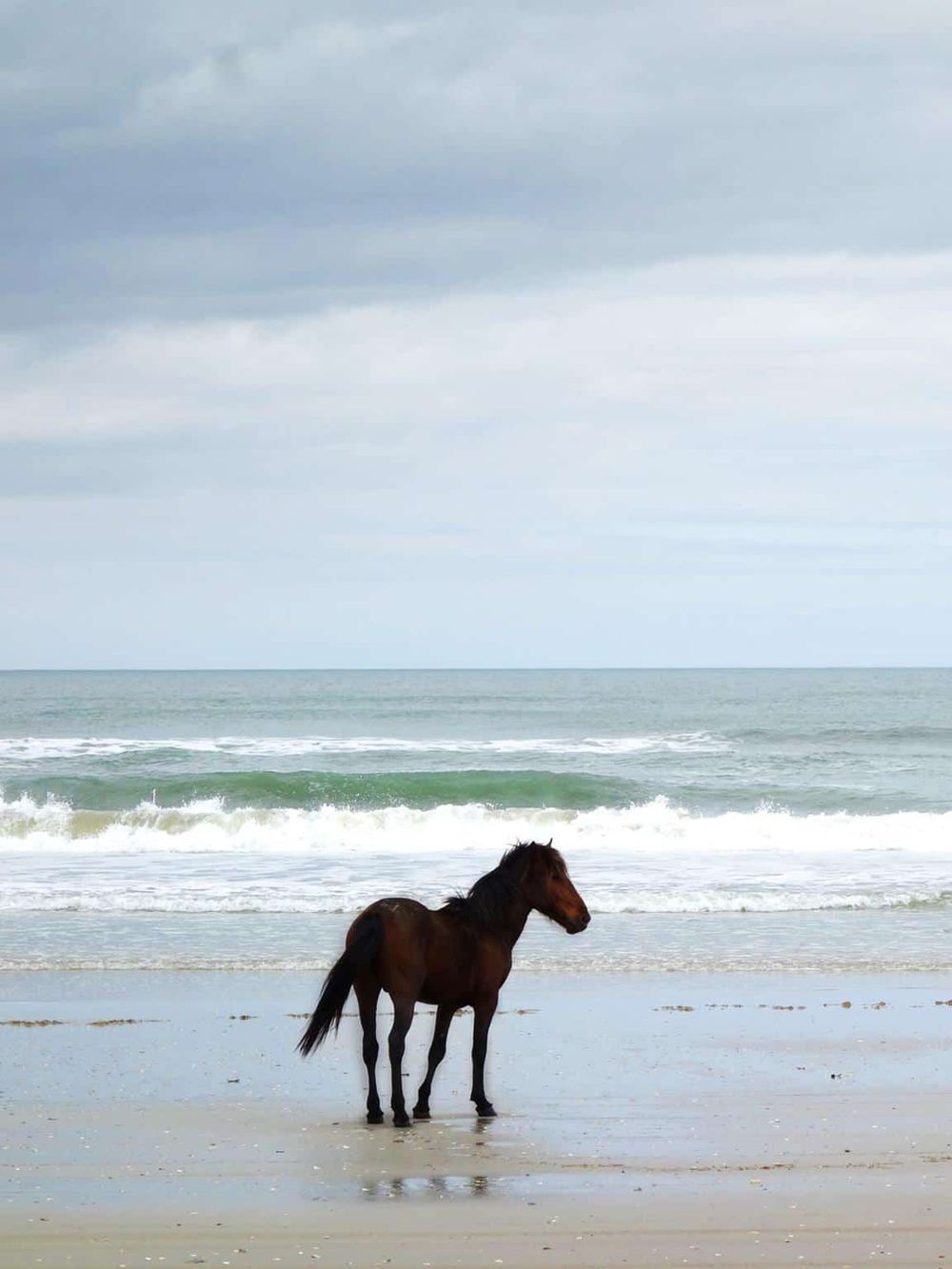 Horse standing on beach during cloudy day.
