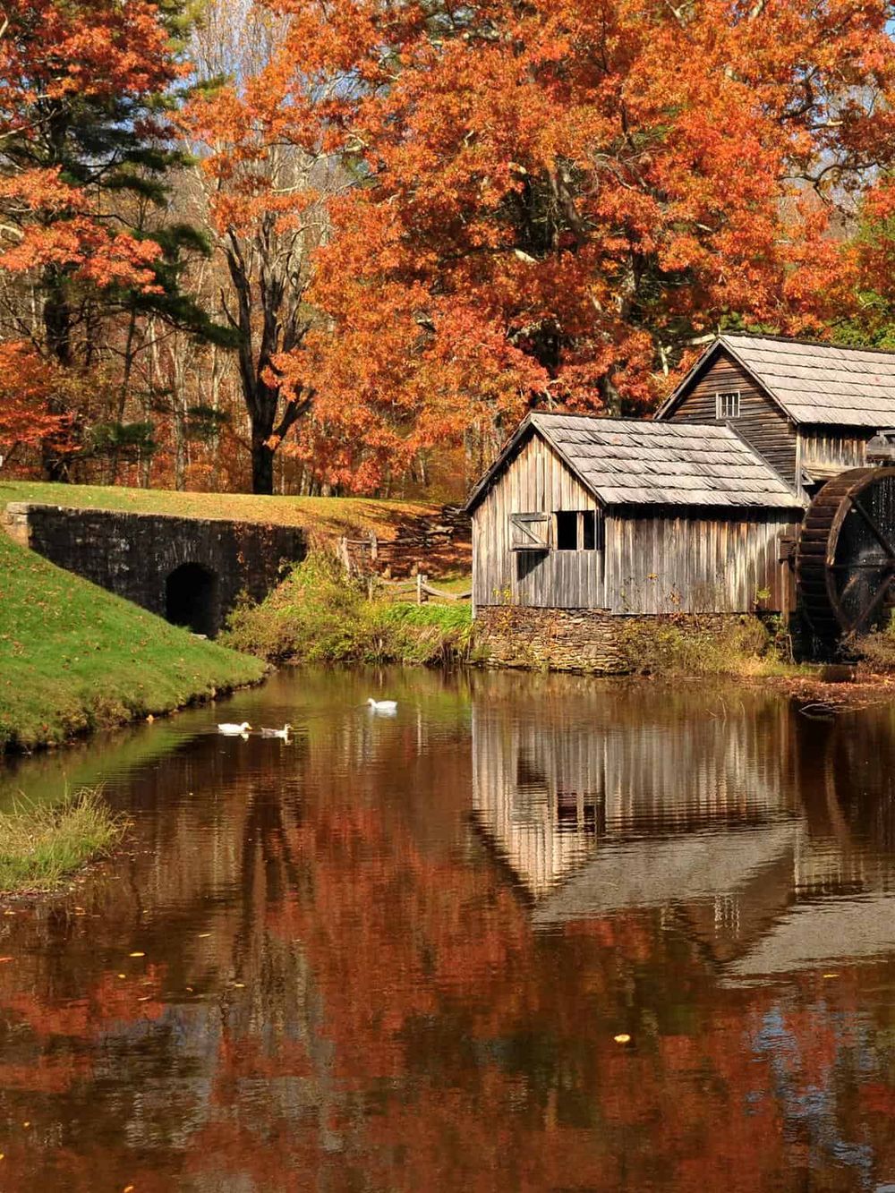 Autumn foliage at historic watermill with colorful trees and ducks on the river.