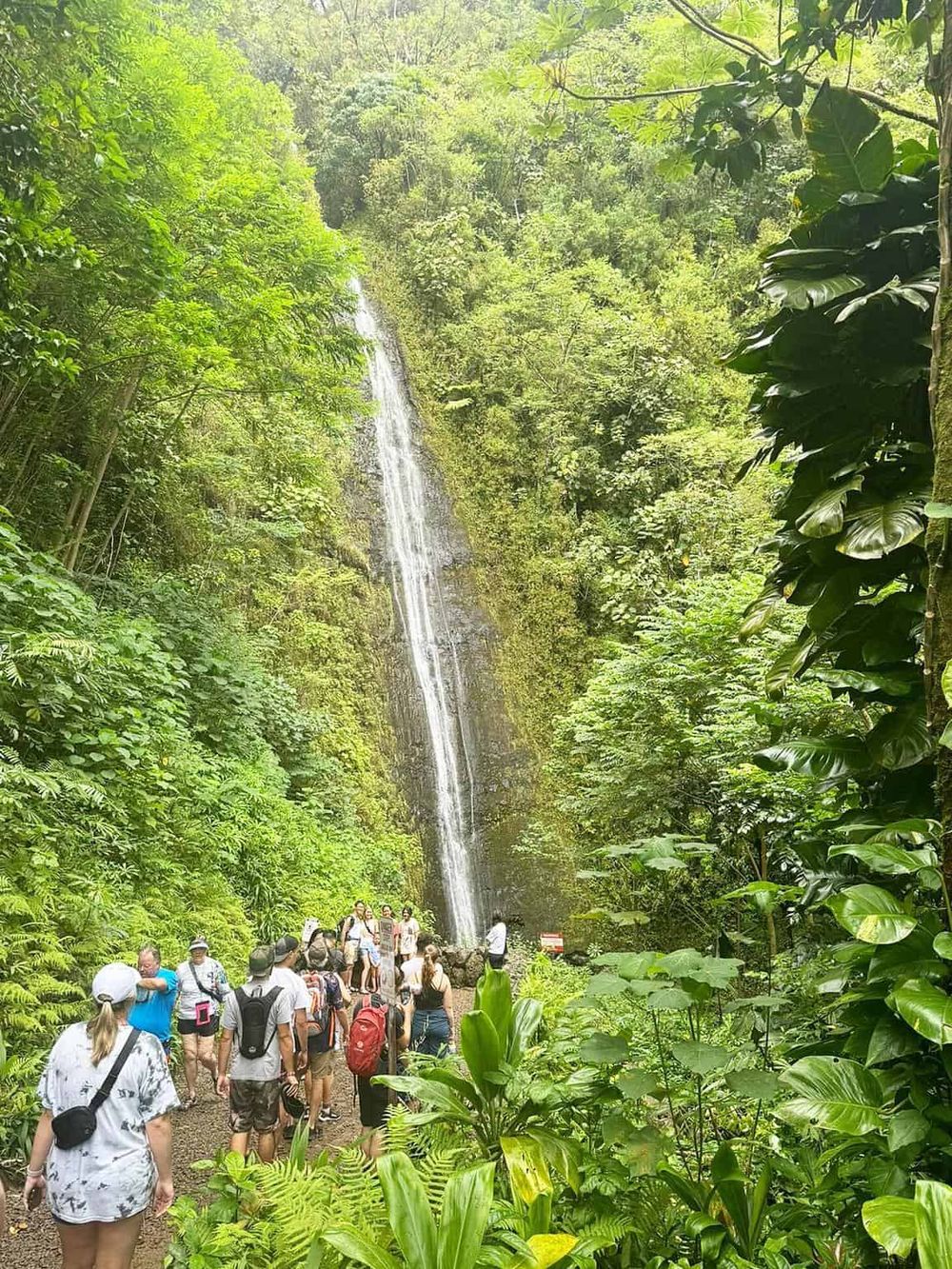 Lush rainforest with waterfall and hikers exploring wildlife and nature.