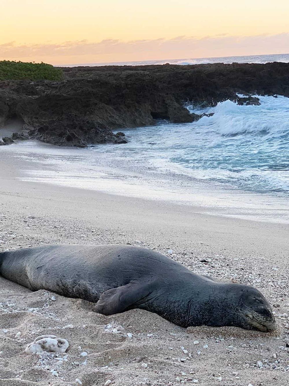 Seal resting on sandy beach during sunset, overlooking rocky shoreline and ocean waves, tranquil coastal scenery.