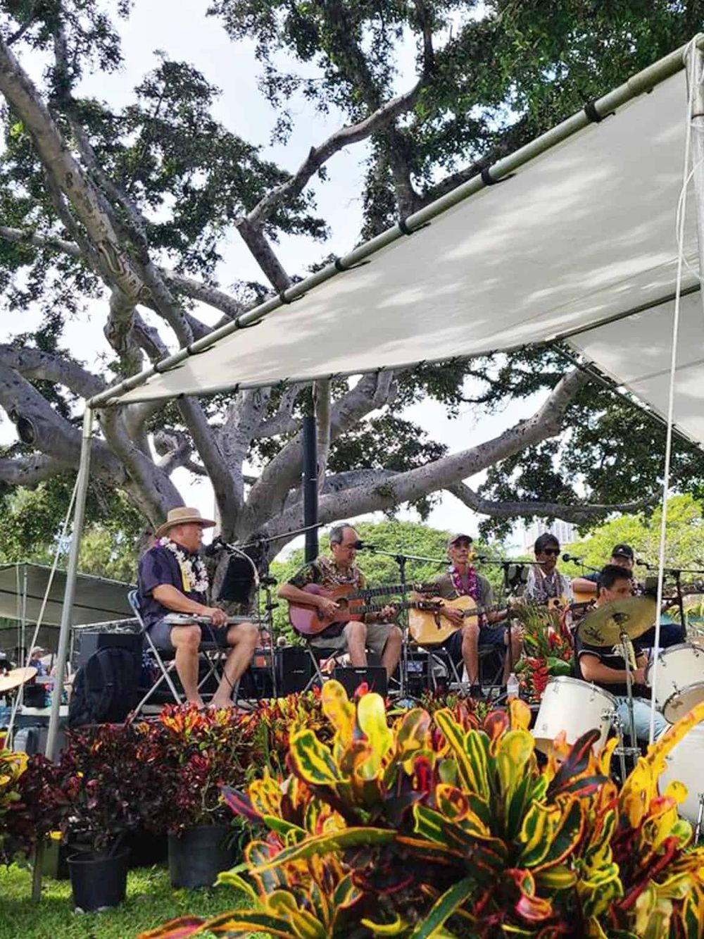 Live outdoor band performing under a large tree with vibrant plants in the foreground for a tropical event.