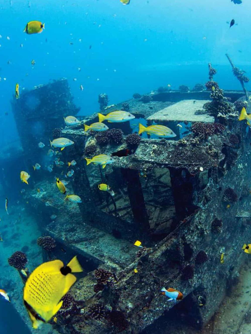 Colorful tropical fish swimming around a sunken shipwreck.