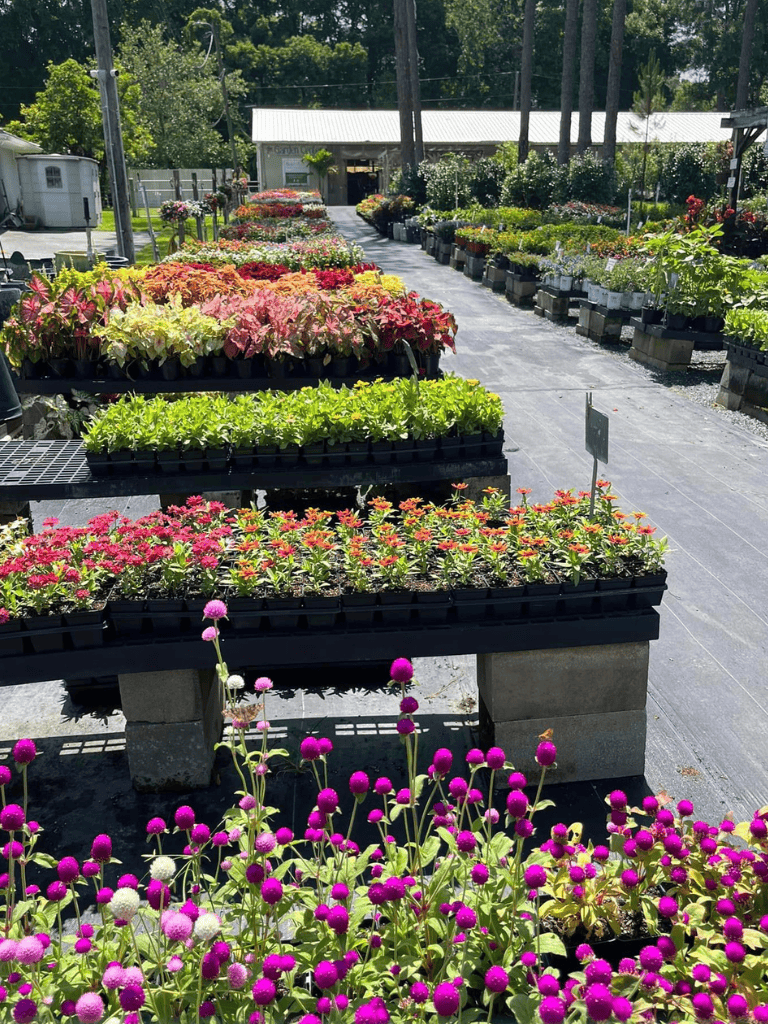 Colorful potted flowers at a nursery or garden center for plant shopping and gardening supplies.