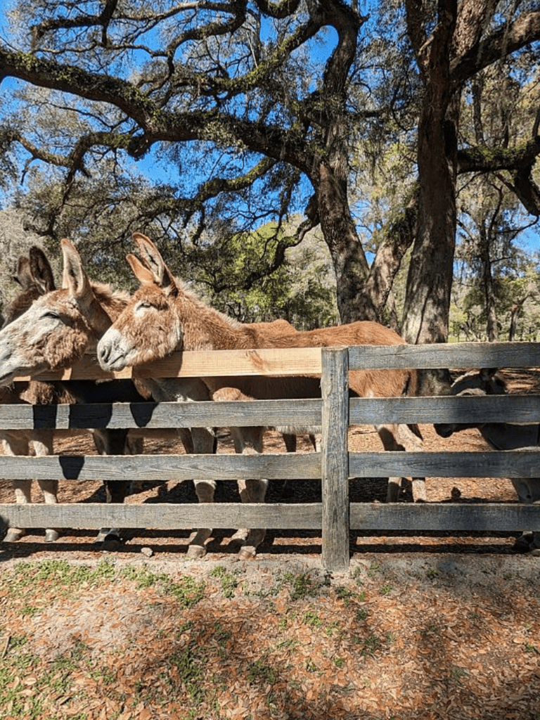 Donkeys resting behind a wooden fence in a sunny outdoor farm setting.
