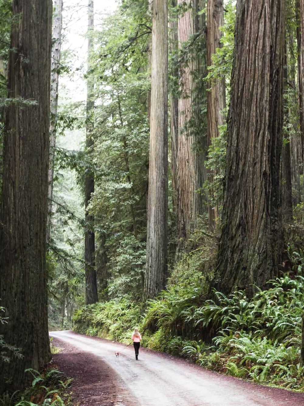 Majestic redwood forest with towering trees on a scenic trail for outdoor exploration and nature walks.