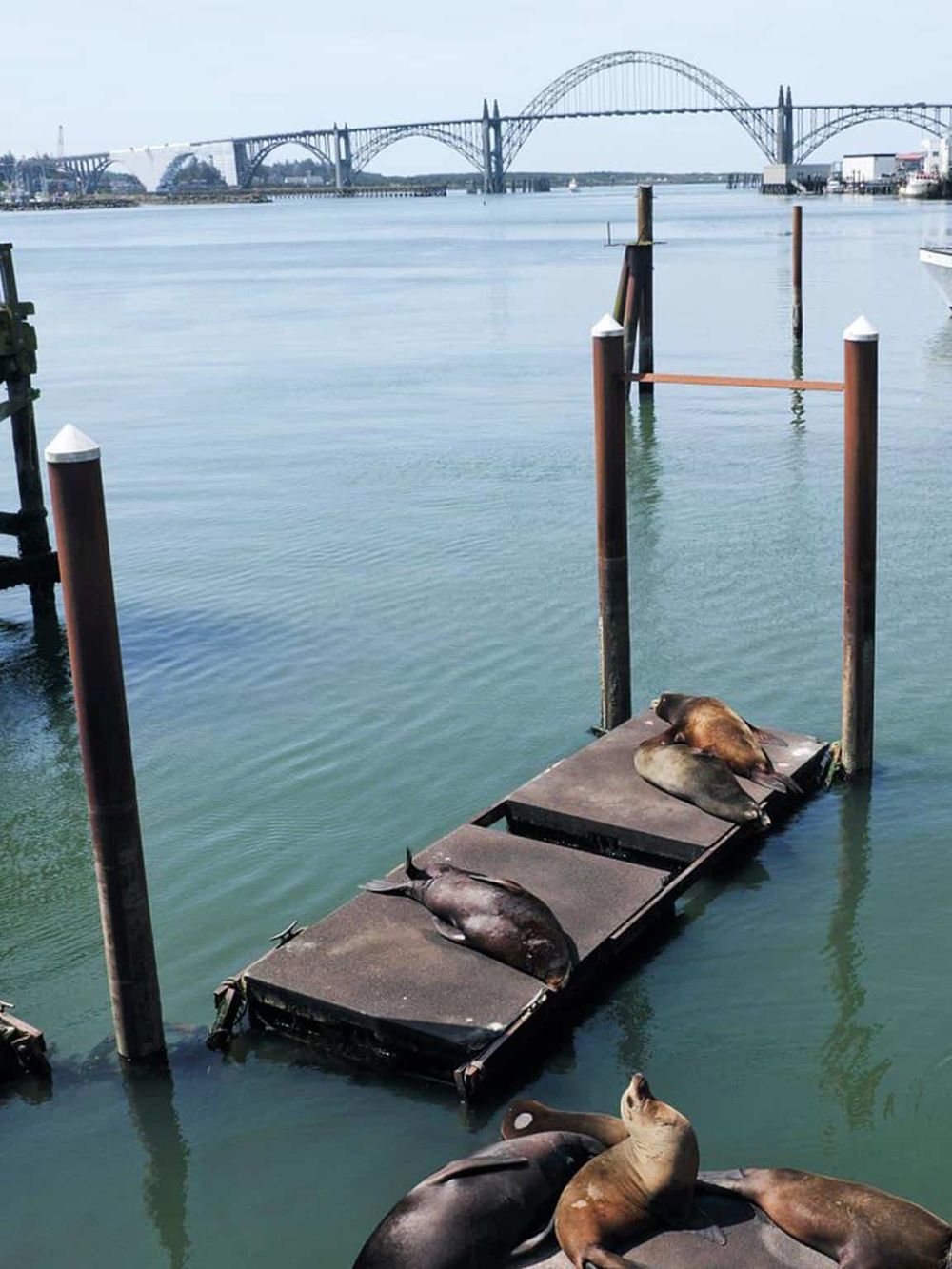 Floating dock with sea lions resting by the water, scenic bridge in the background, Dock for sea life viewing in San Francisco.
