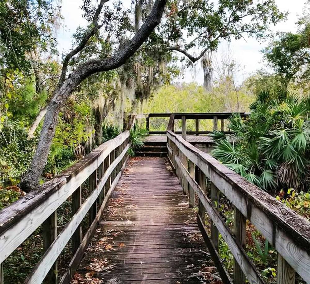 Rustic wooden boardwalk through lush greenery in a nature trail setting.
