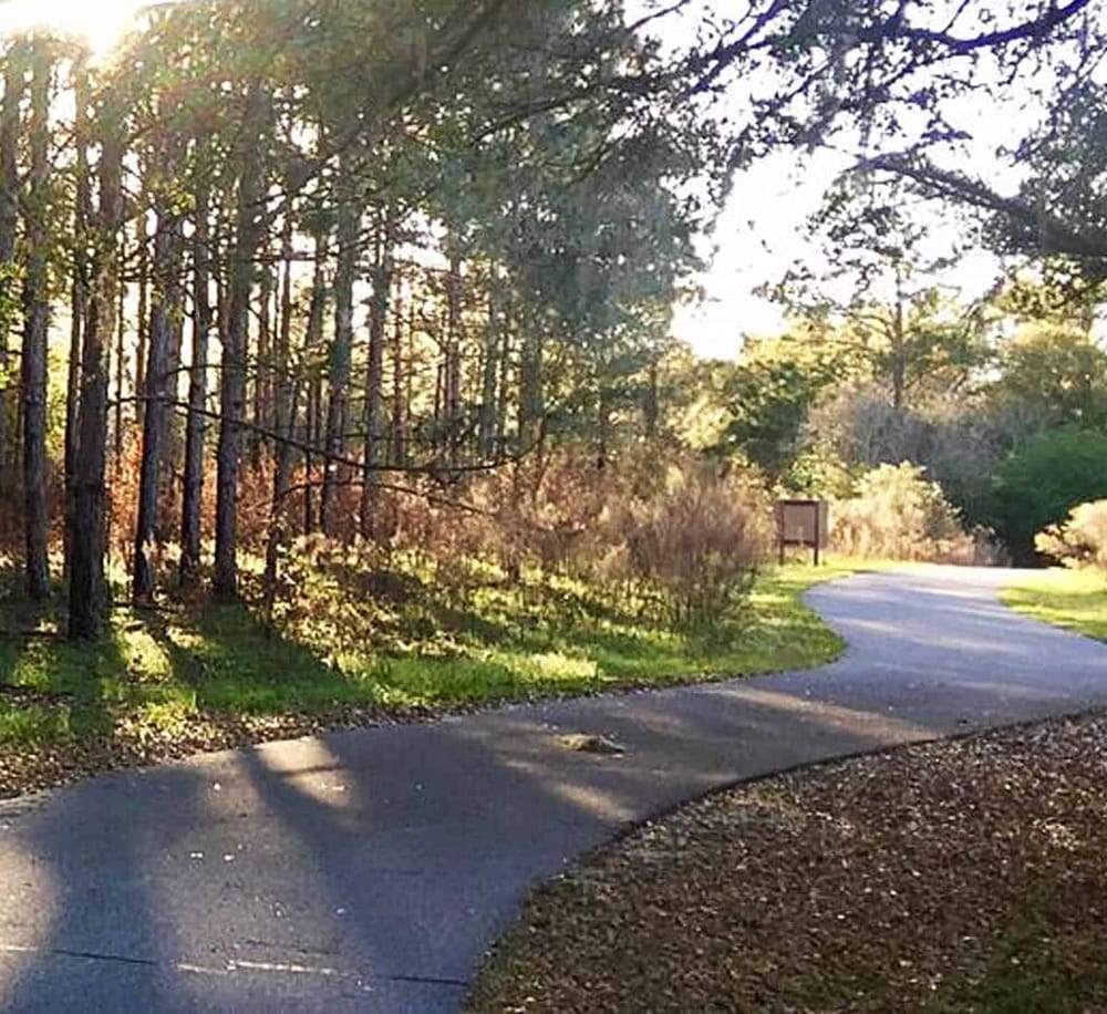 Serene forest trail with sunlight filtering through trees, perfect for nature walks and outdoor exploration.