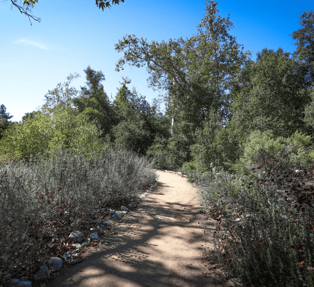 Serene nature trail surrounded by trees, perfect for outdoor adventures and exploration.