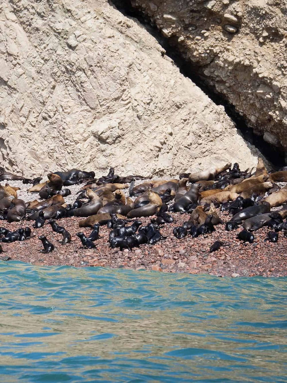 Seal colony on rocky beach near ocean, wildlife wildlife conservation, nature photography.
