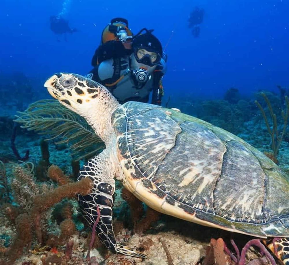 1. Scuba diver exploring vibrant coral reef with sea turtle underwater.