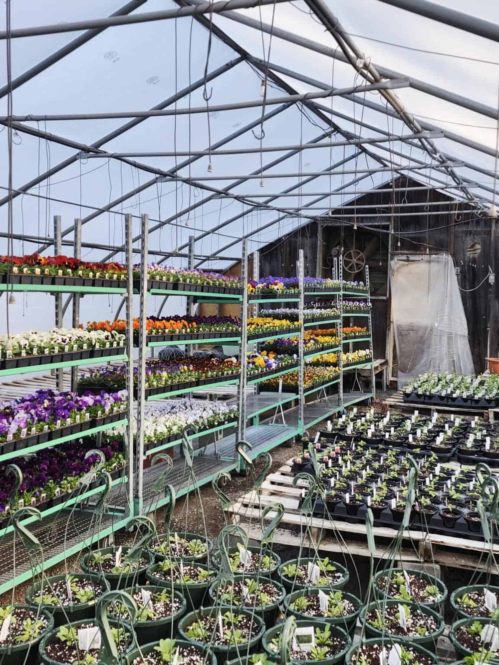 Vibrant flowers in greenhouse nursery with metal shelving for plant growth and propagation.