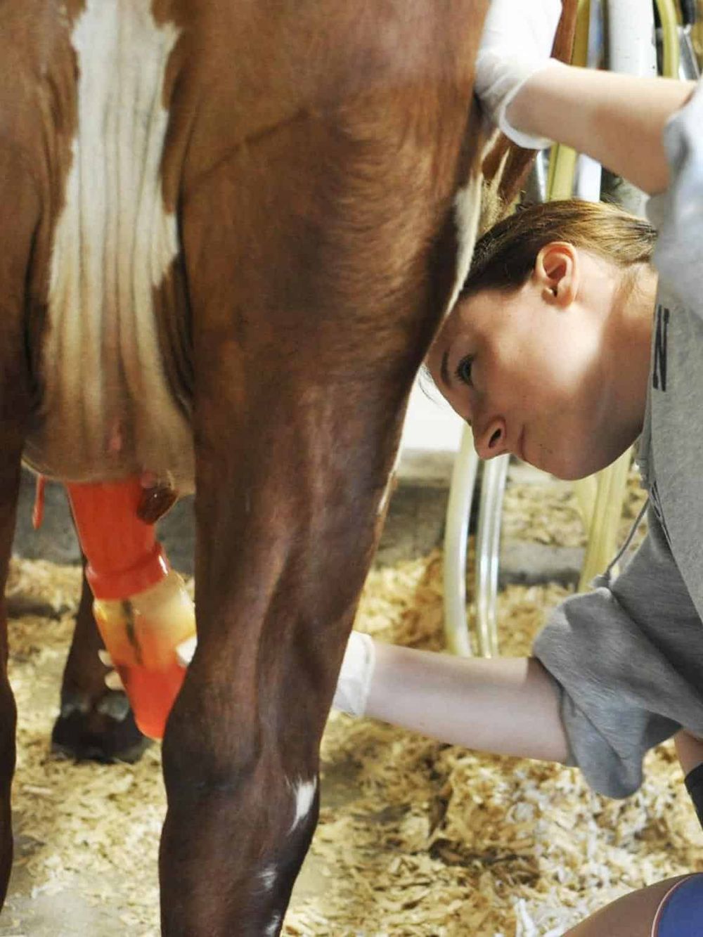 Vet veterinarian caring for a cow at a farm or dairy, demonstrating animal health and farm management.