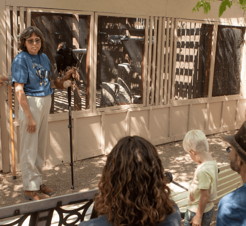 Cute zoo animal shelter with a black vulture sitting on a trainer’s gloved hand. Visitors watch in awe and learn about wildlife conservation.