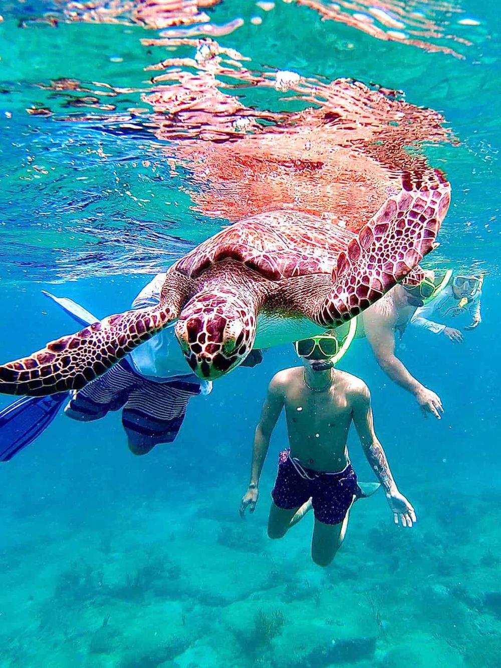 Colorful sea turtle swimming with snorkelers in clear ocean water.