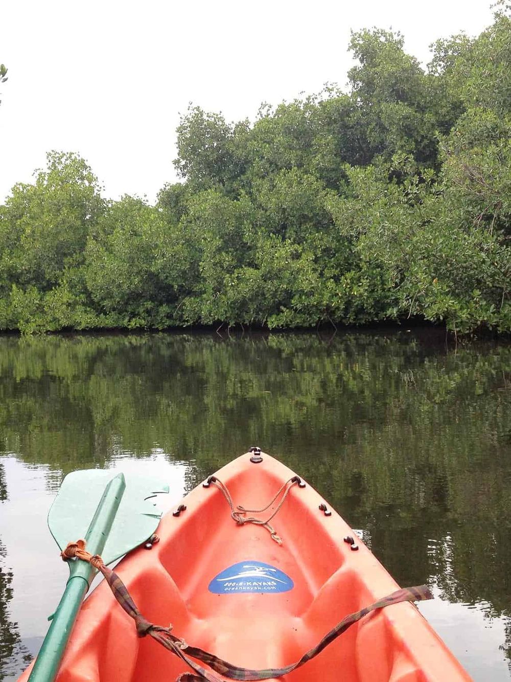 Serene kayak on calm water exploring lush green riverbank wildlife and nature in a natural environment.