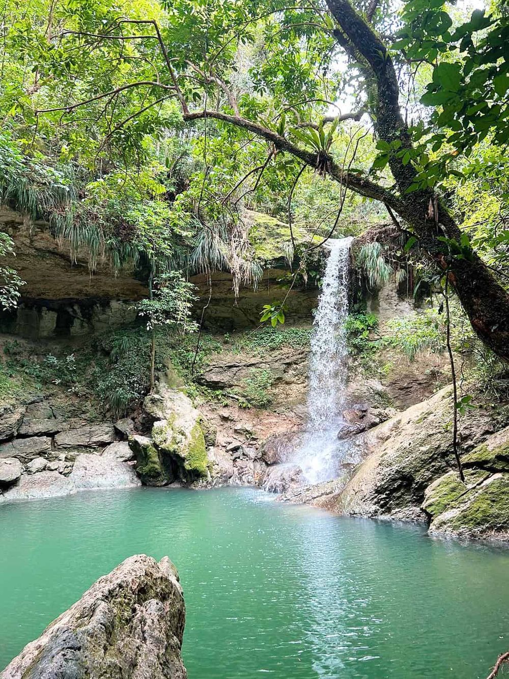 Serene waterfall cascading into a lush green pool in a tropical forest setting.