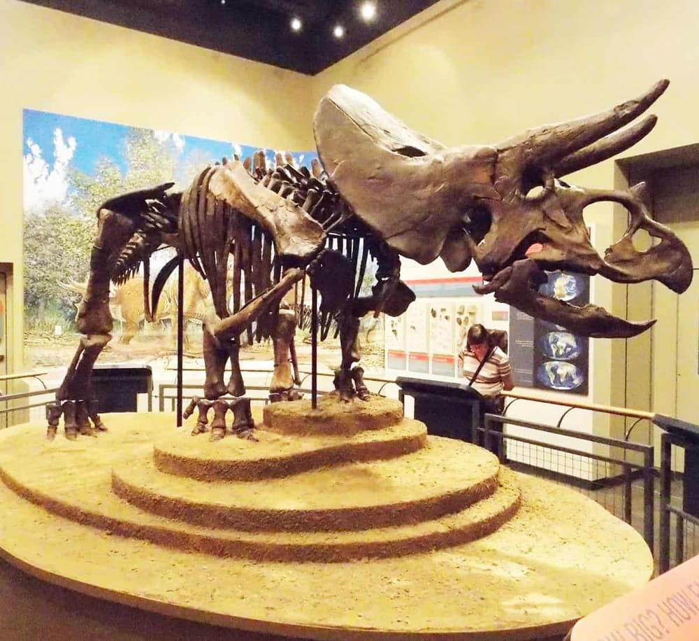 Fossilized Triceratops skeleton display at a museum, showcasing prehistoric dinosaur species.
