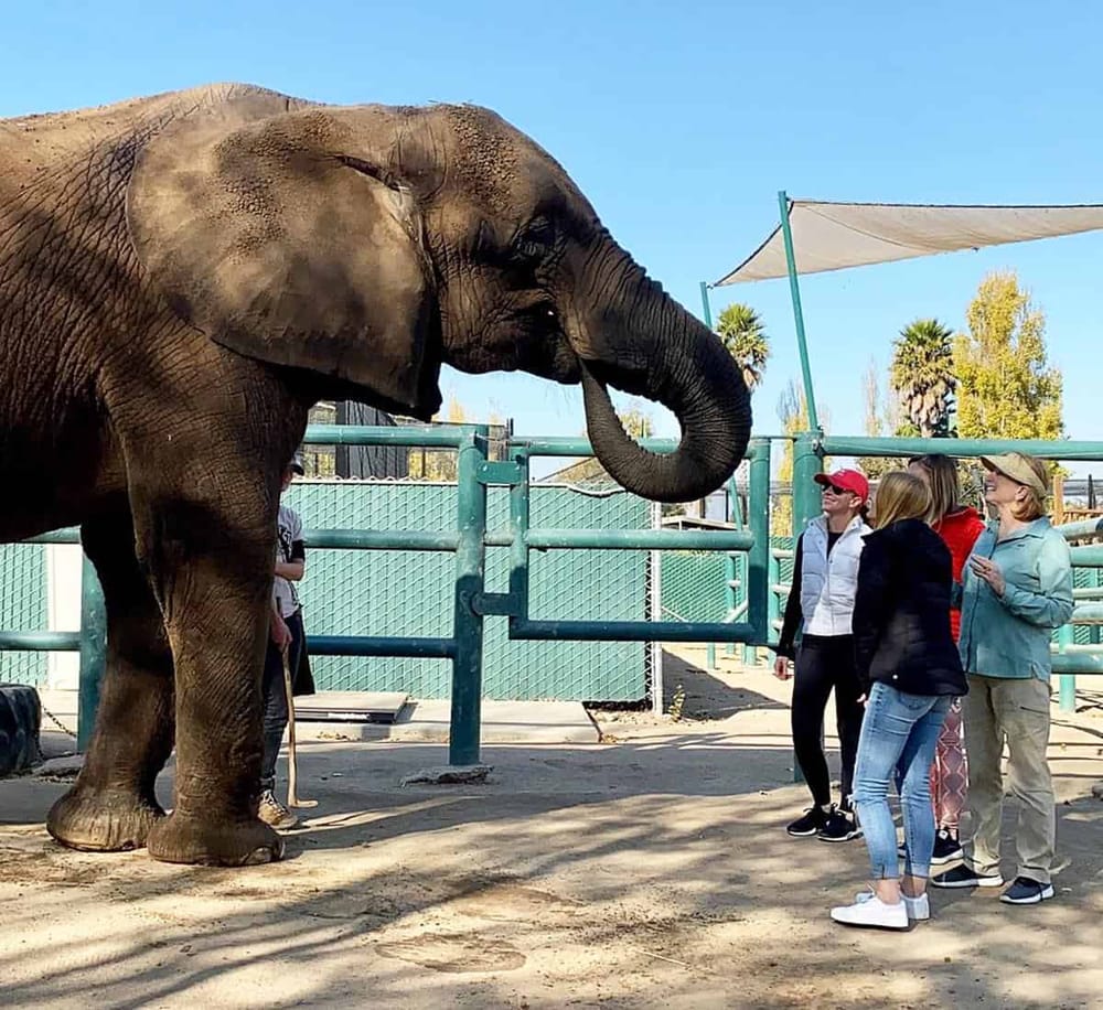 Elephant at zoo interacting with visitors during a guided tour.