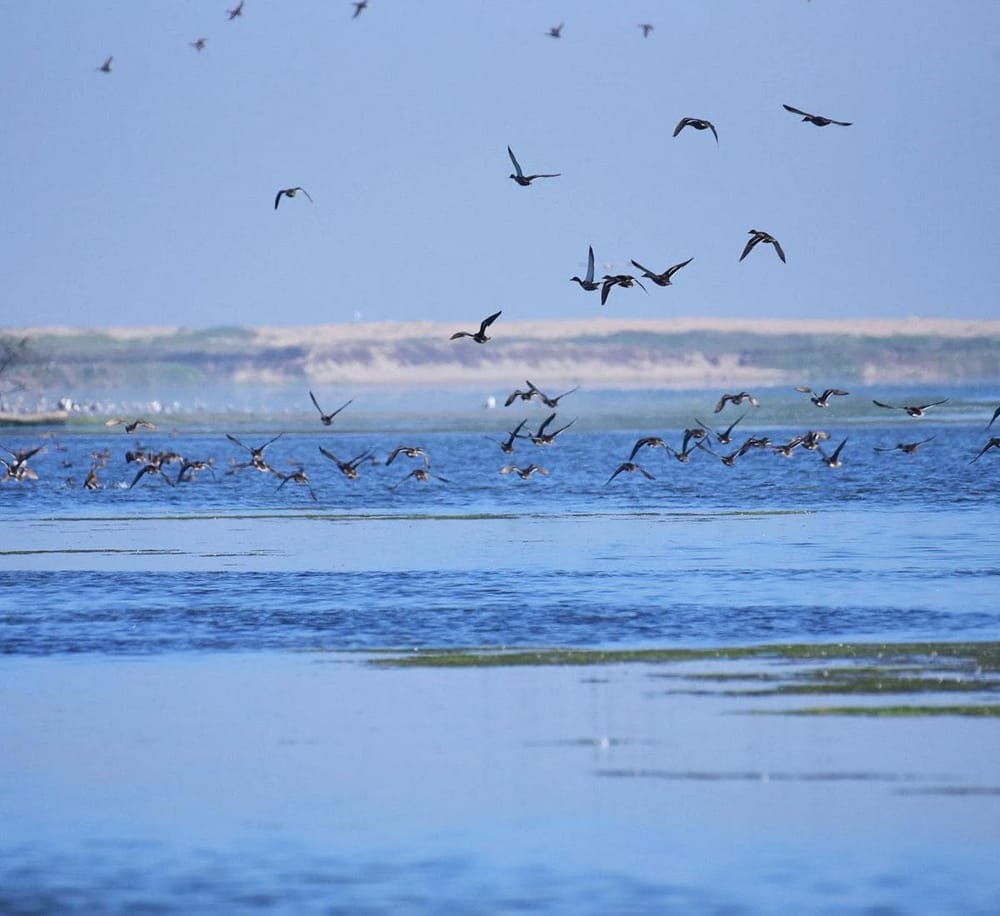 Flock of birds flying over a calm waterbody near QuestForDirections coastal area.