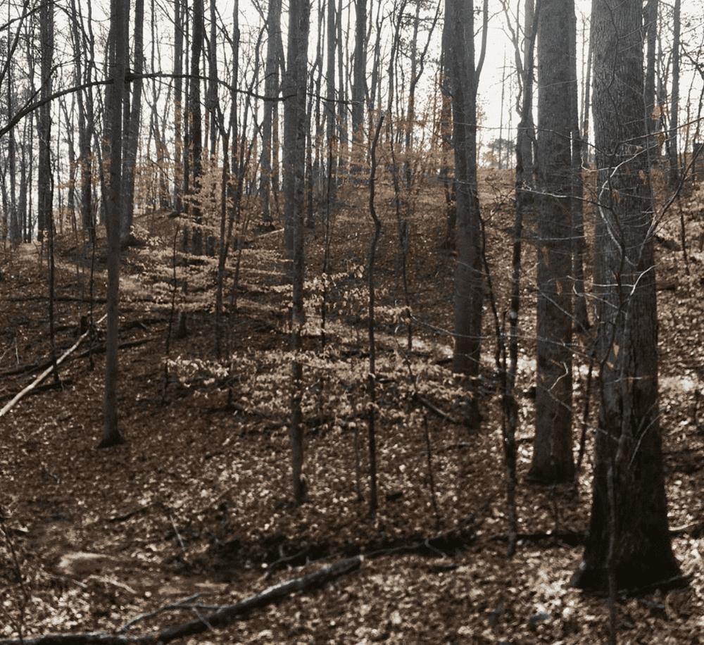 Dense forest with tall trees and fallen leaves, ideal for nature exploration and outdoor adventures.