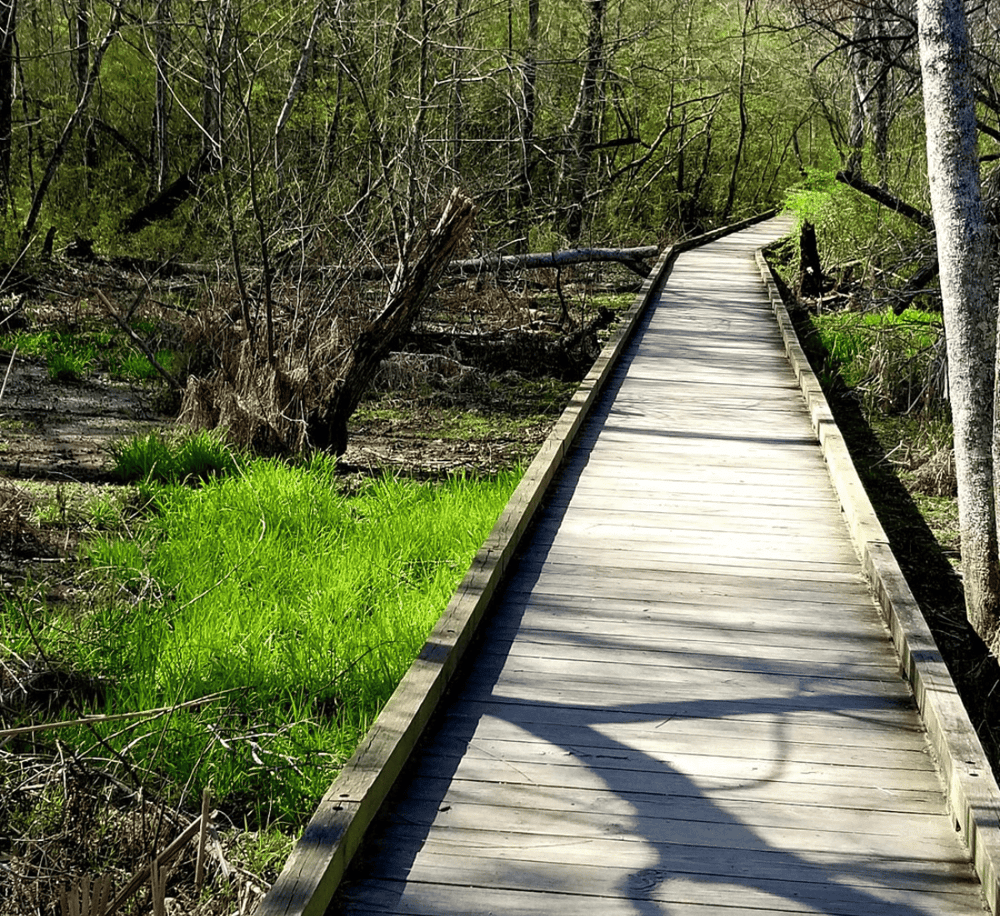 Quiet nature trail with wooden pathway in lush green forest.