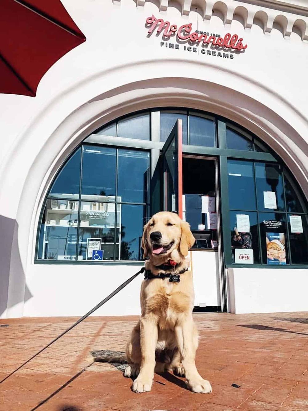 Golden retriever puppy sitting in front of McConnell's ice cream shop, highlighting pet-friendly dining locations.