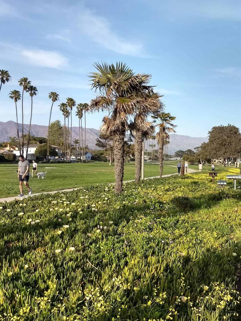 Lush park with palm trees and mountains, perfect for outdoor activities and relaxation.