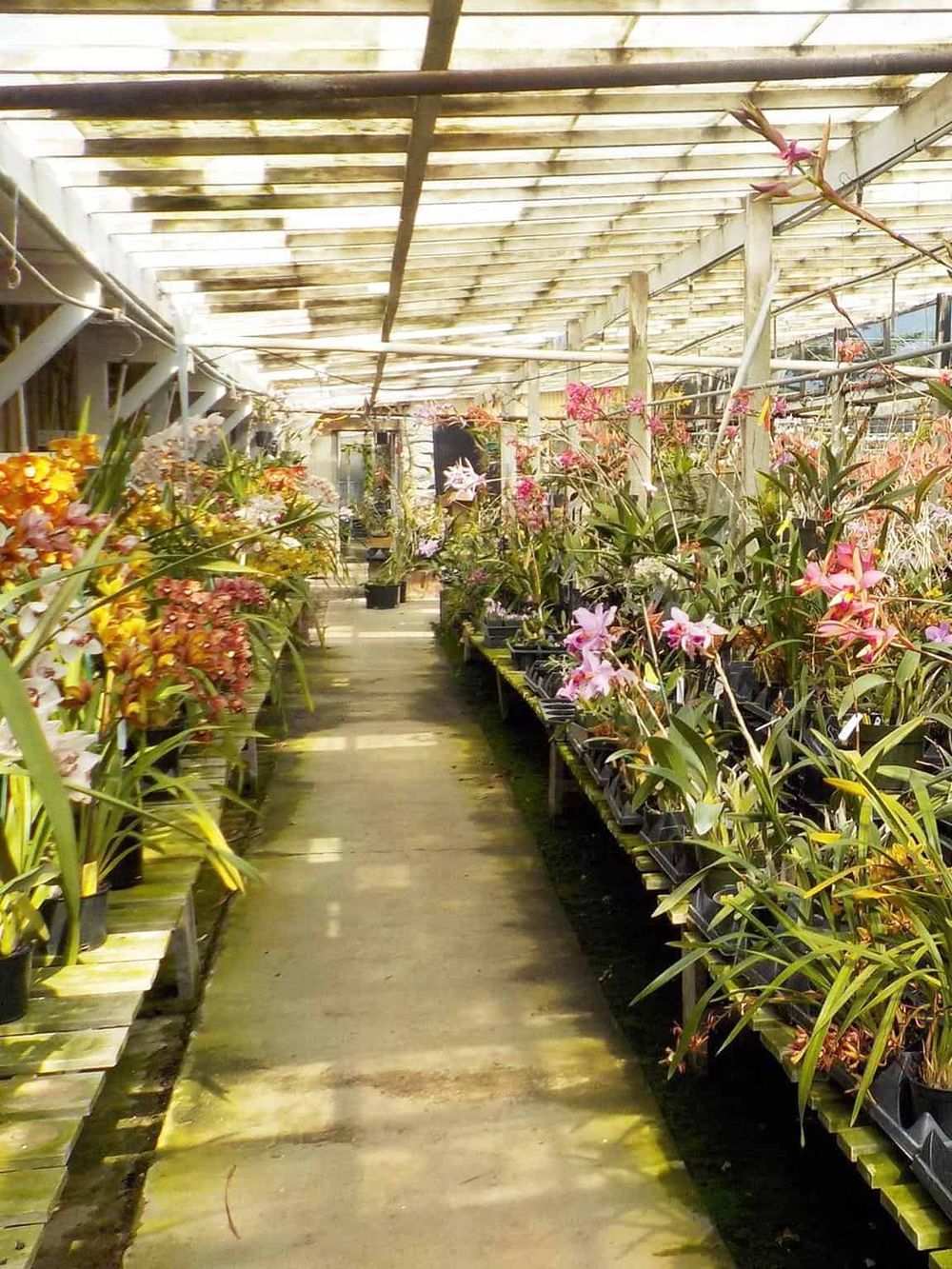 Brightly lit greenhouse with colorful orchids and tropical plants, showcasing exotic horticulture and plant nursery services.