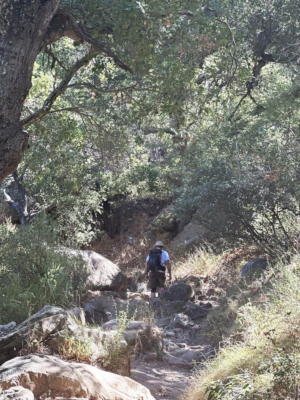 Hiking trail through dense forest in quest for outdoor adventure and nature exploration.