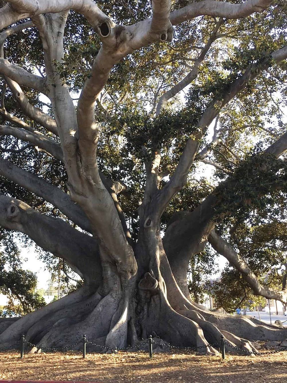 Majestic ancient fig tree with sprawling branches and thick roots, perfect for nature walks and outdoor exploration.