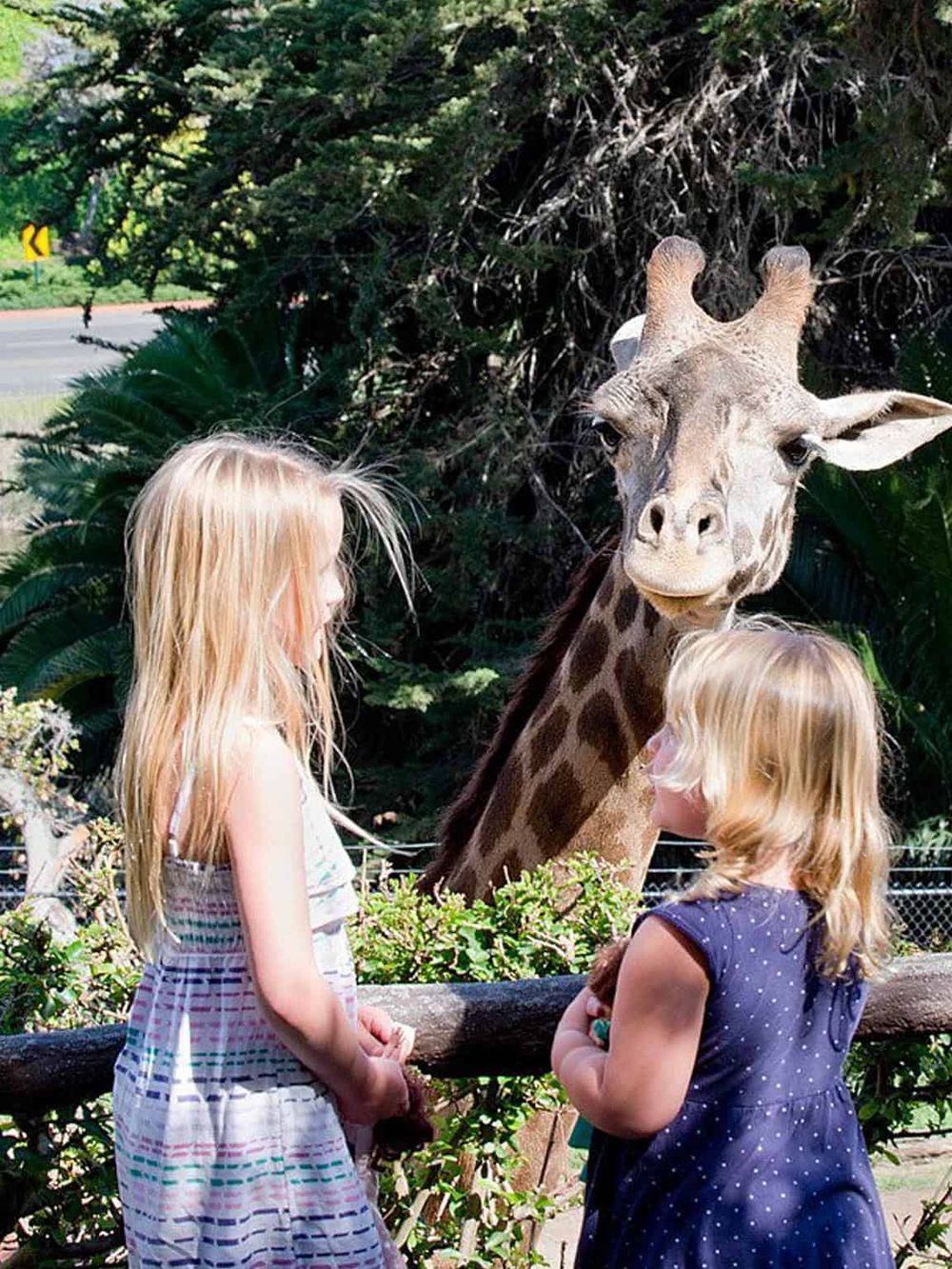 Giraffe encounter at QuestForDirections animal park with children feeding wildlife.