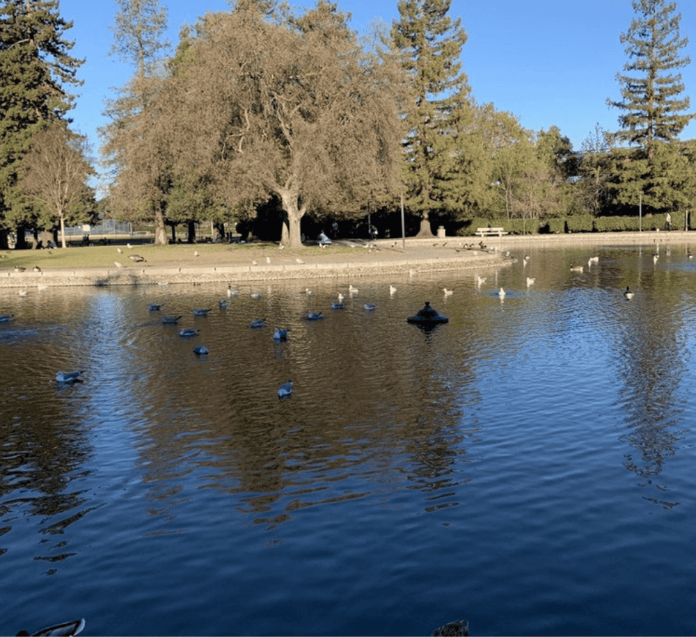 Calm park pond with ducks, trees, and benches, ideal for outdoor relaxation and nature walks.