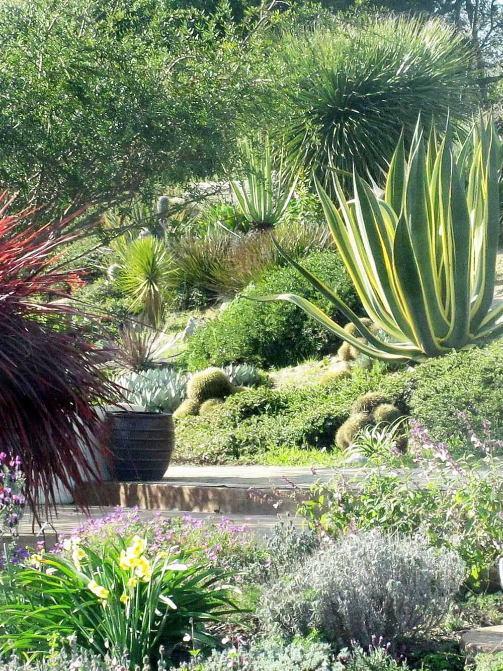 Lush desert garden with diverse succulents and vibrant greenery, emphasizing natural landscaping.